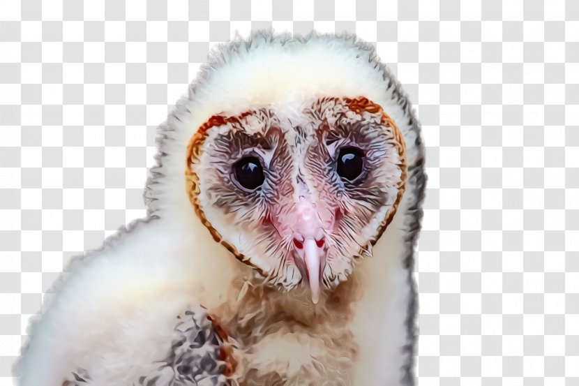 Barn Owl Bird Eye Beak - Of Prey Wildlife Transparent PNG