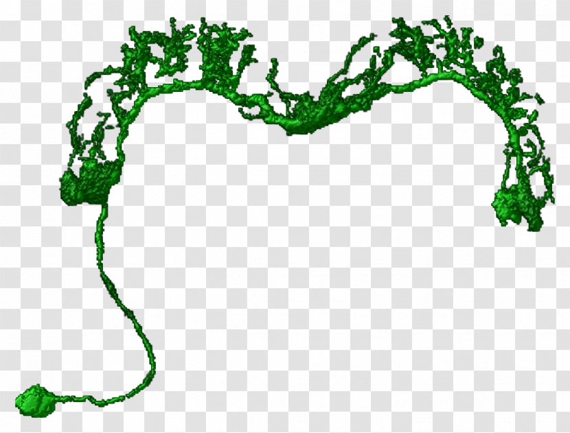 Leaf Plant Stem Tree Clip Art - Organism Transparent PNG