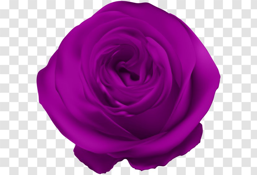 Blue Rose Flower Purple Transparent PNG