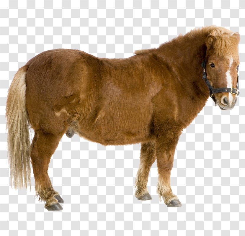 Shetland Pony Mustang Pack Animal Stallion - Sorrel Transparent PNG