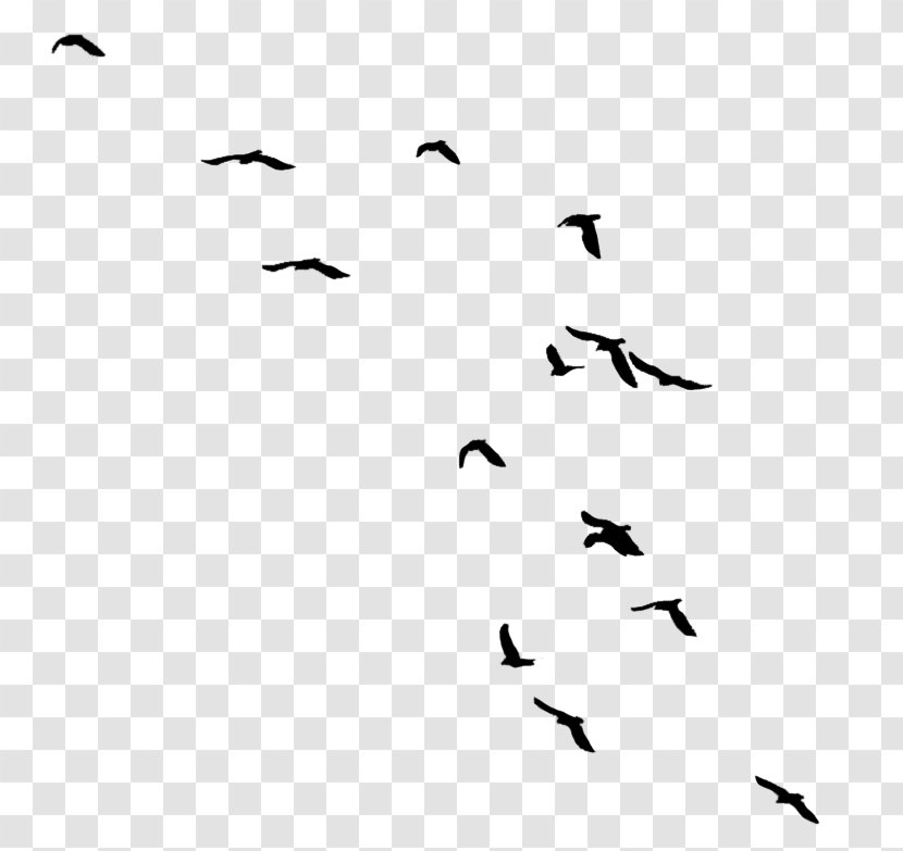 Bird Migration Kacke Hashtag Clip Art - Greeting - Blackandwhite Transparent PNG