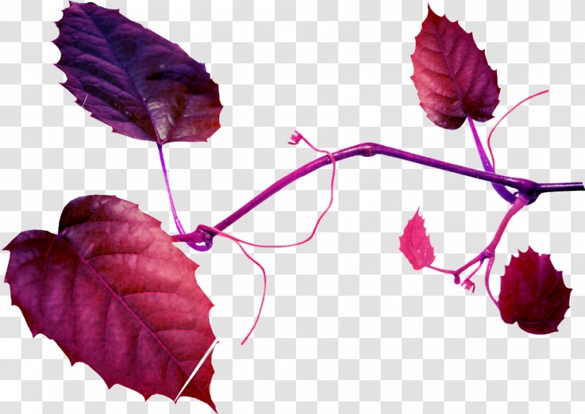 Leaf Petal Image Clip Art - Magenta Transparent PNG