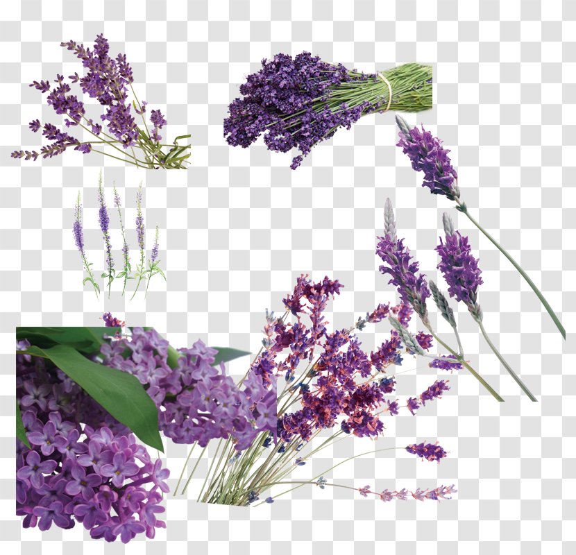 English Lavender Designer Packaging And Labeling - Plant - Free Buckle Material Daquan Transparent PNG