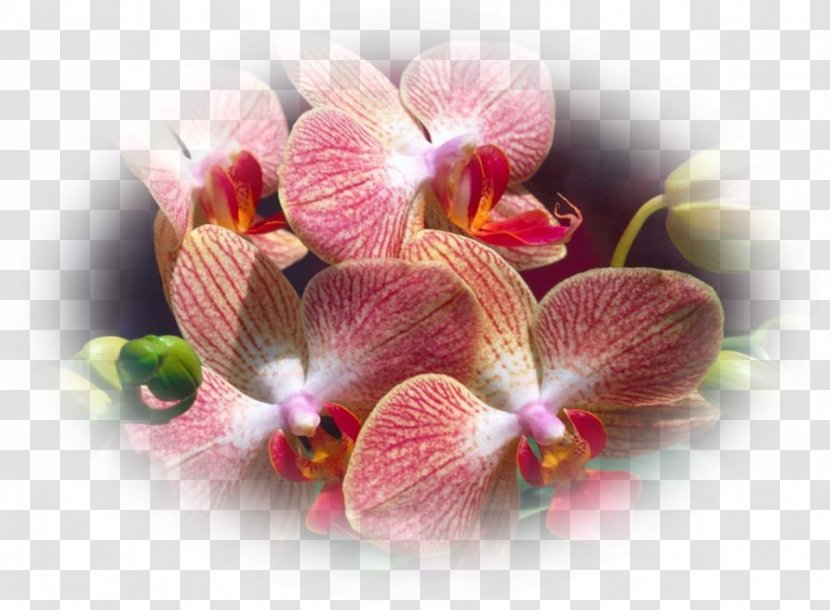 Moth Orchids Flower Plant Cornerstone Bible Church Of Fremont - Pink Transparent PNG
