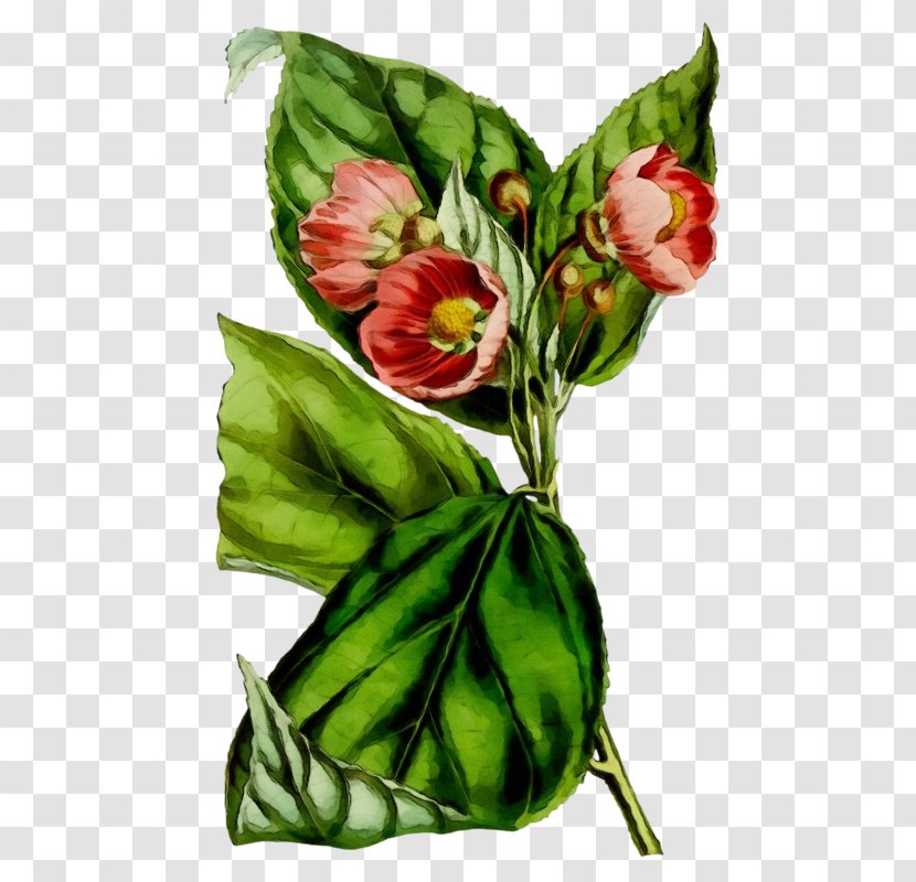 Floral Design - Tulip - Bouquet Anthurium Transparent PNG