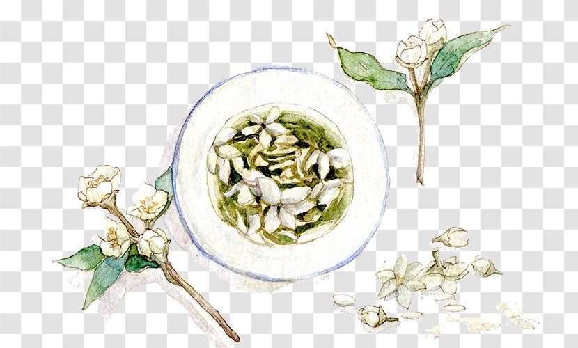 Flowering Tea Arabian Jasmine - Herbalism Transparent PNG
