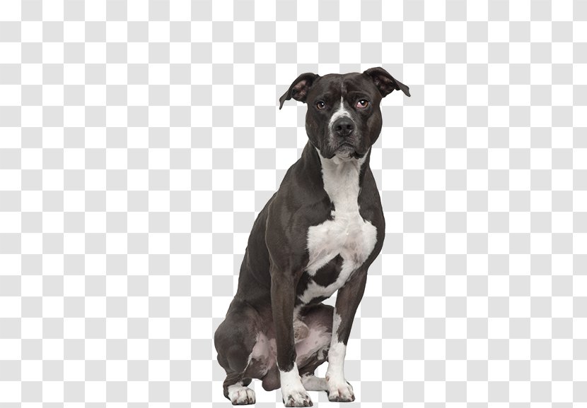 American Pit Bull Terrier Staffordshire - Stock Photography Transparent PNG