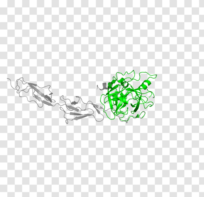 MASP2 Mannose-binding Protein-associated Serine Protease Mannan-binding Lectin MASP1 - Plant - Green Transparent PNG