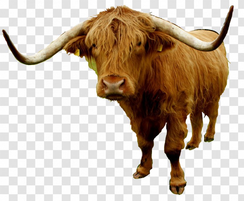 Texas Longhorn Highland Cattle English Bull Domestic Yak - Organism Transparent PNG
