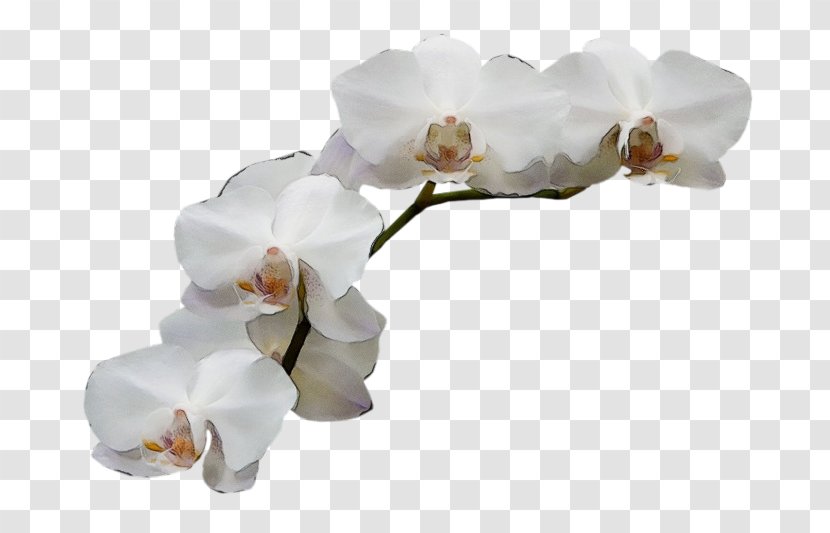 Cherry Blossom - Flower Transparent PNG
