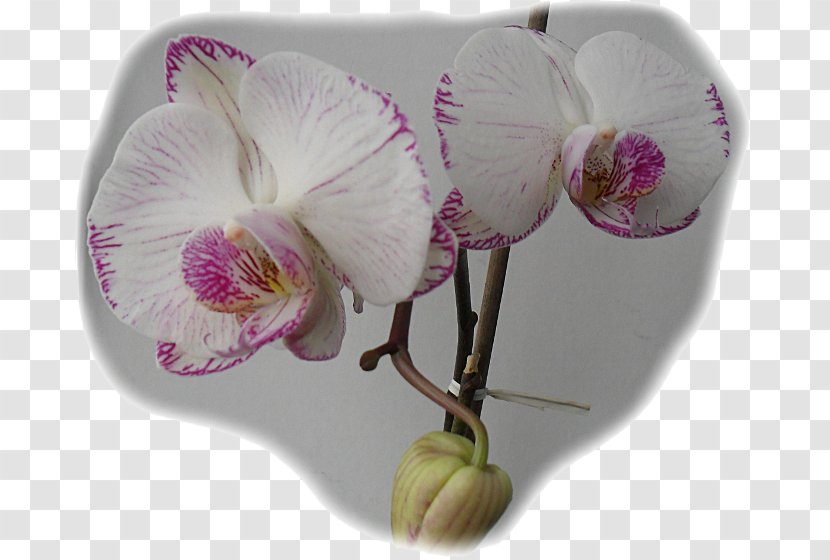 Moth Orchids - Orchid Transparent PNG
