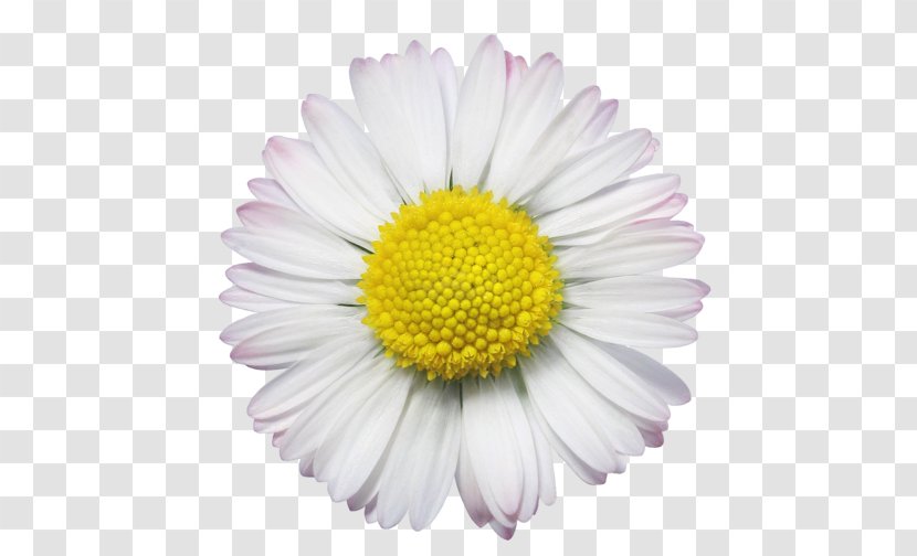 Common Daisy Royalty-free Stock Photography - Yellow - Flower Transparent PNG