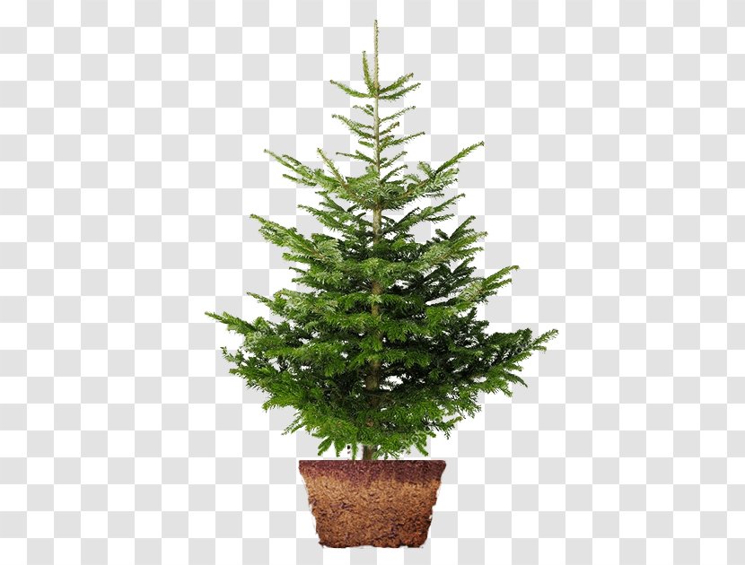 Christmas Tree Nordmann Fir Norway Spruce Day Image Transparent PNG