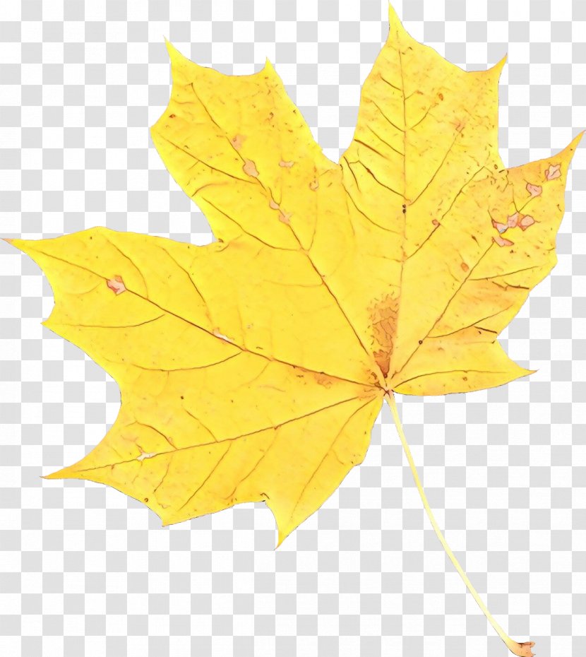 Maple Leaf Plane Trees - Sweet Gum Transparent PNG