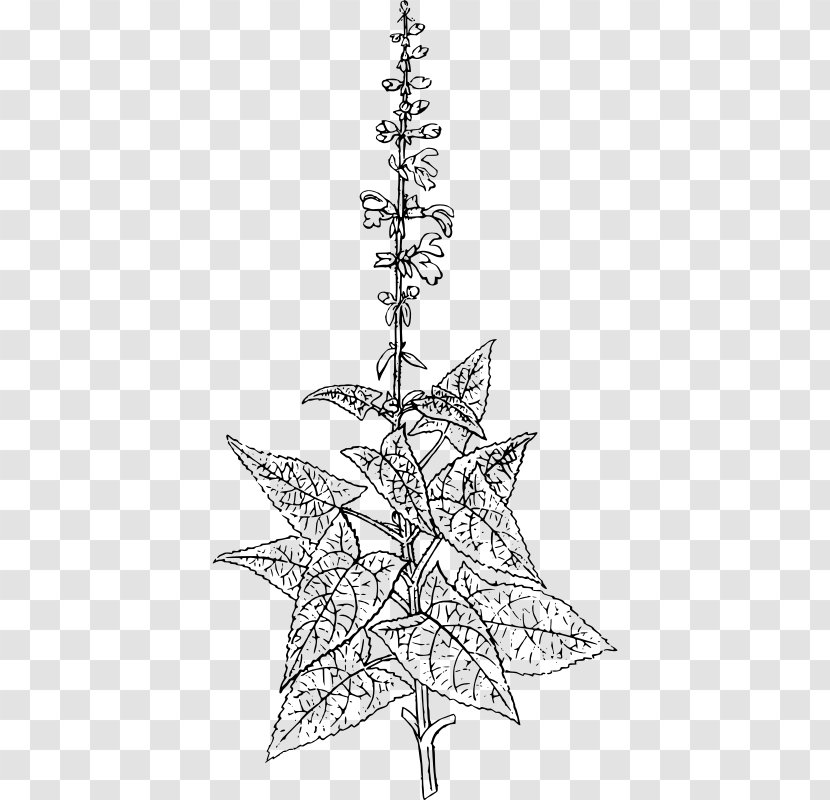 Christmas Tree Spruce Twig Fir Line Art - Decoration Transparent PNG