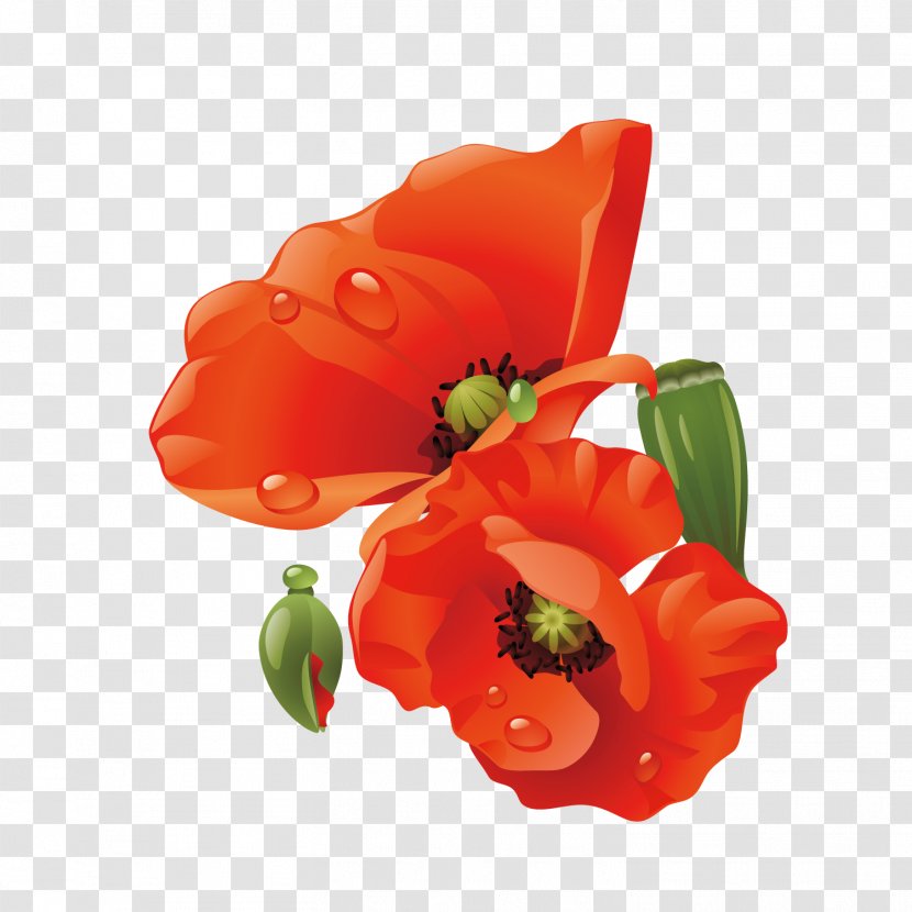 Poppy Paper Flower - Coquelicot - Flowers Bouquet Transparent PNG