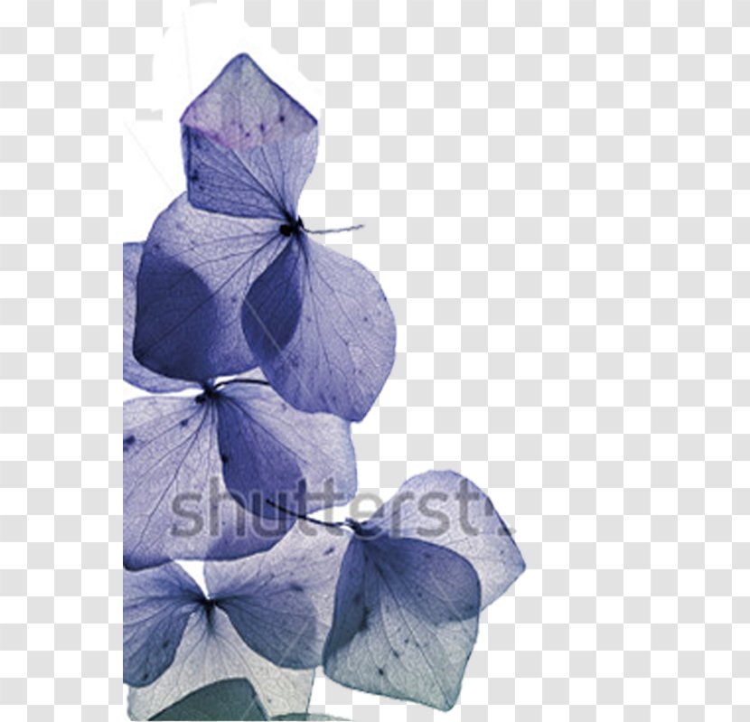 Física Y Química 2 ESO Petal The Whitest Flower Physics And Chemistry, Secondary - Purple Transparent PNG