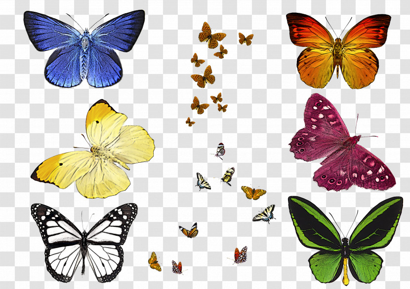 Moths And Butterflies Butterfly Cynthia (subgenus) Insect Pollinator Transparent PNG