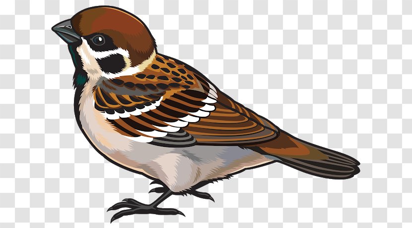 Sparrow Bird Drawing Download Clip Art - Feather Transparent PNG