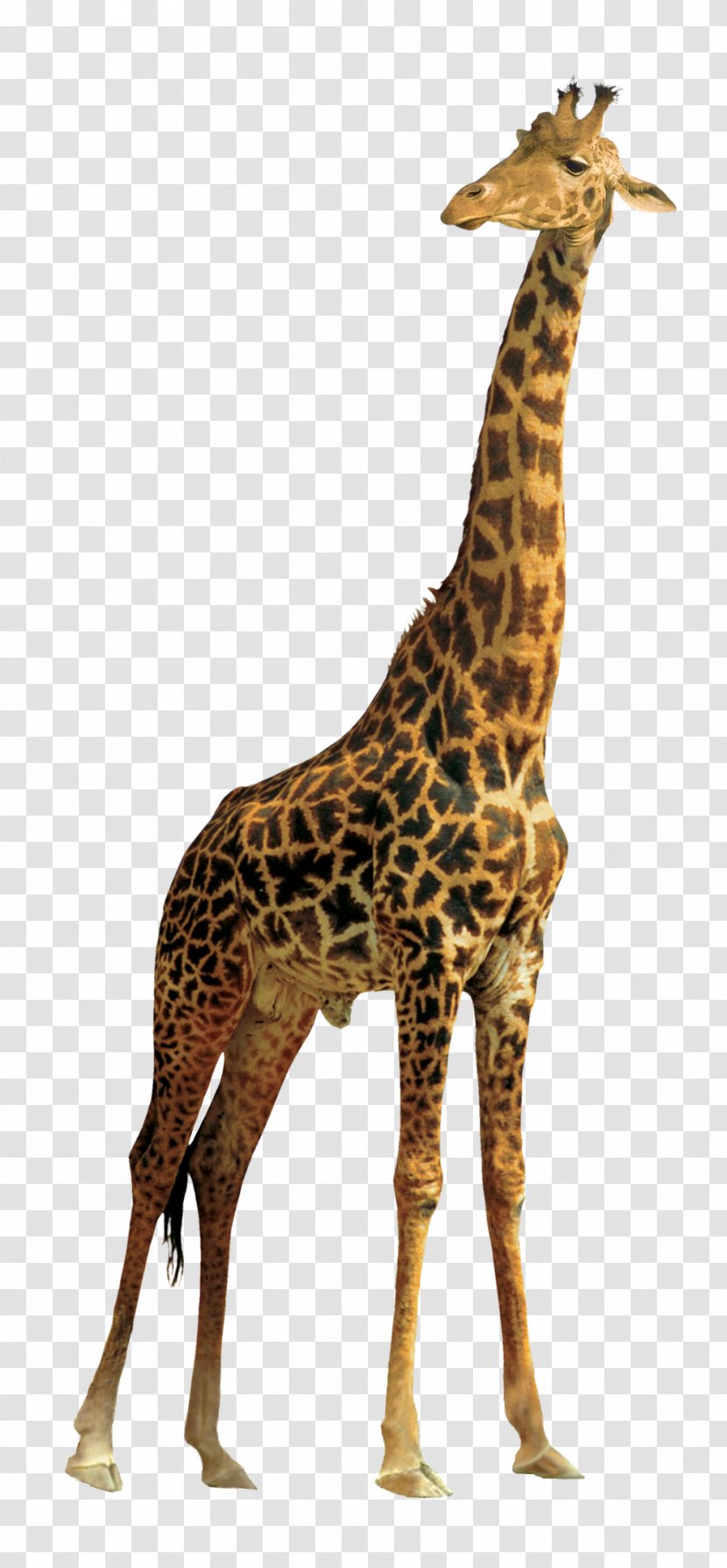 Giraffe Clip Art - Northern Transparent PNG