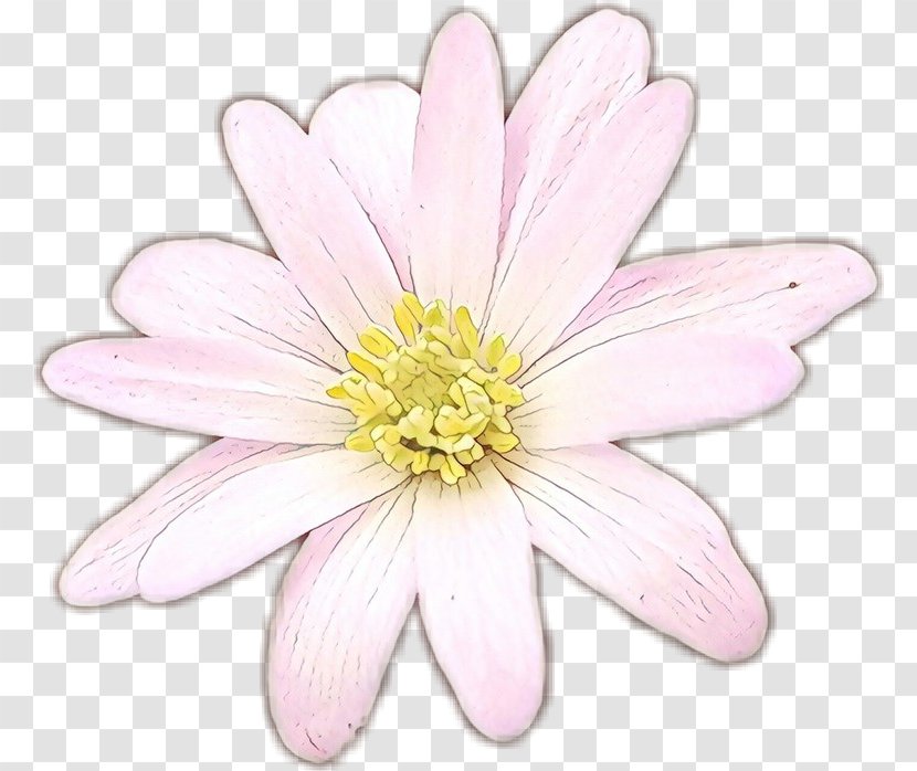 Flower Flowering Plant Petal Pink - Cosmos - Herbaceous Wildflower Transparent PNG