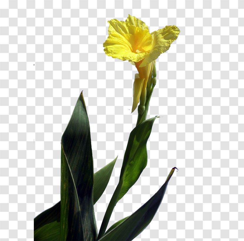 Canna Indica Flower Euclidean Vector - Plant - Cannabis Pictures Transparent PNG