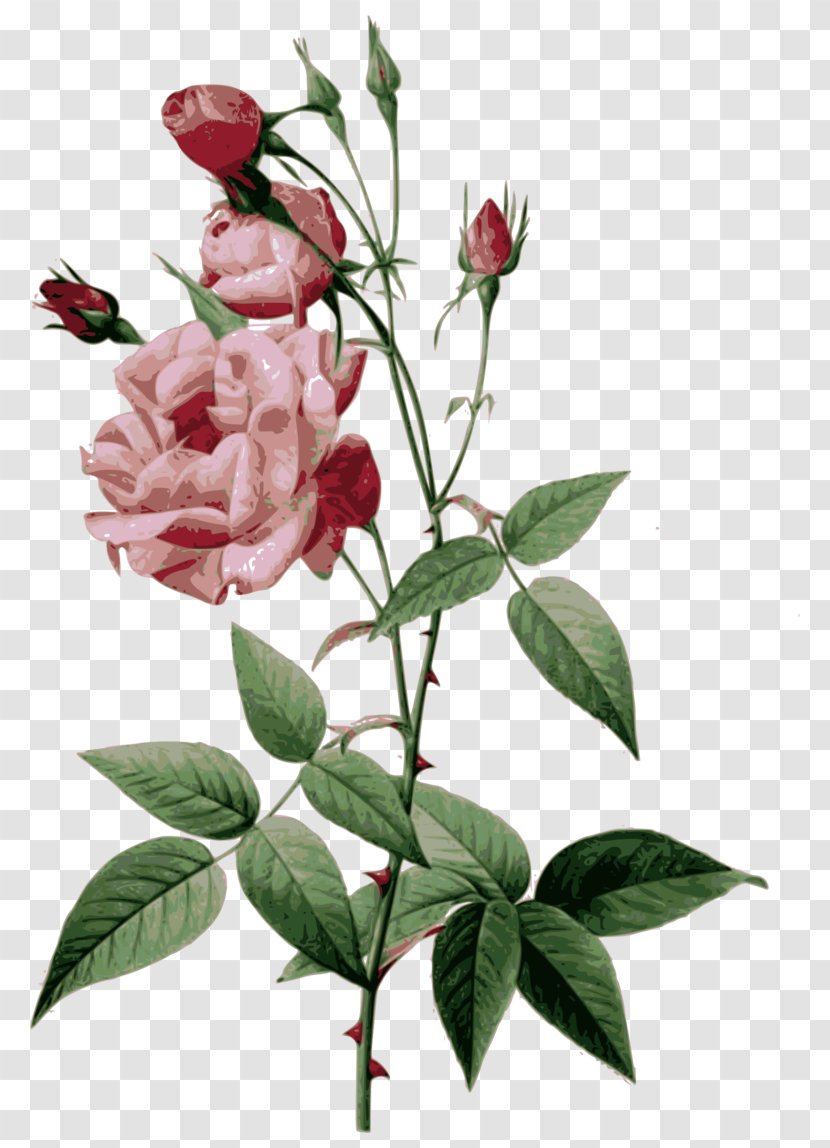 Flowers Background - Petal - Plant Stem Rosa Rubiginosa Transparent PNG