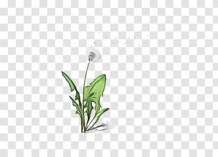 Flowering Plant Flower Leaf Pedicel Transparent PNG