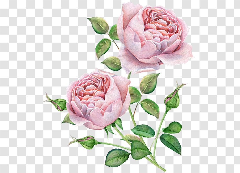 Rose Flower Bouquet Vector Graphics Illustration - Pink Transparent PNG