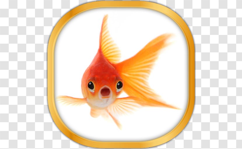 Common Goldfish Oranda Koi Pet - Tail - Fish Transparent PNG