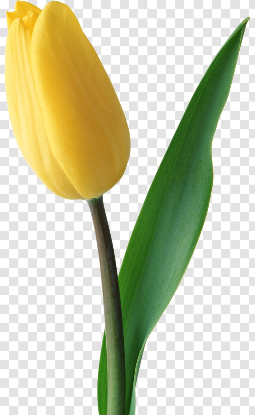 Clip Art Tulip Flower Illustration - Pedicel Transparent PNG