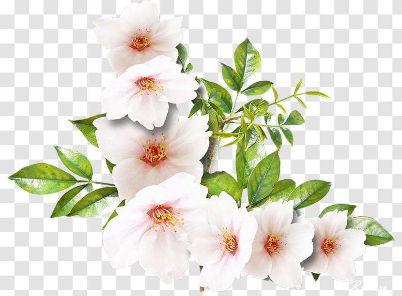 Flower White Clip Art - Branch Transparent PNG