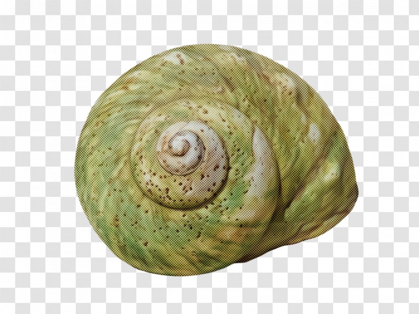Sea Snail Snails And Slugs Shell Spiral - Conch Ammonoidea Transparent PNG