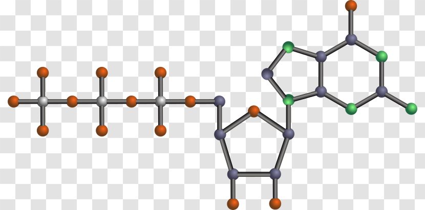 Clip Art Nucleotide Adenosine Triphosphate Openclipart DNA - Watercolor - Oxygen Illustration Transparent PNG