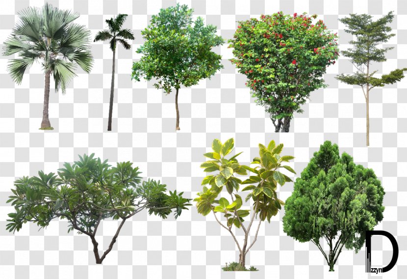 Tree Architectural Rendering - Vegetation - Trees Transparent PNG