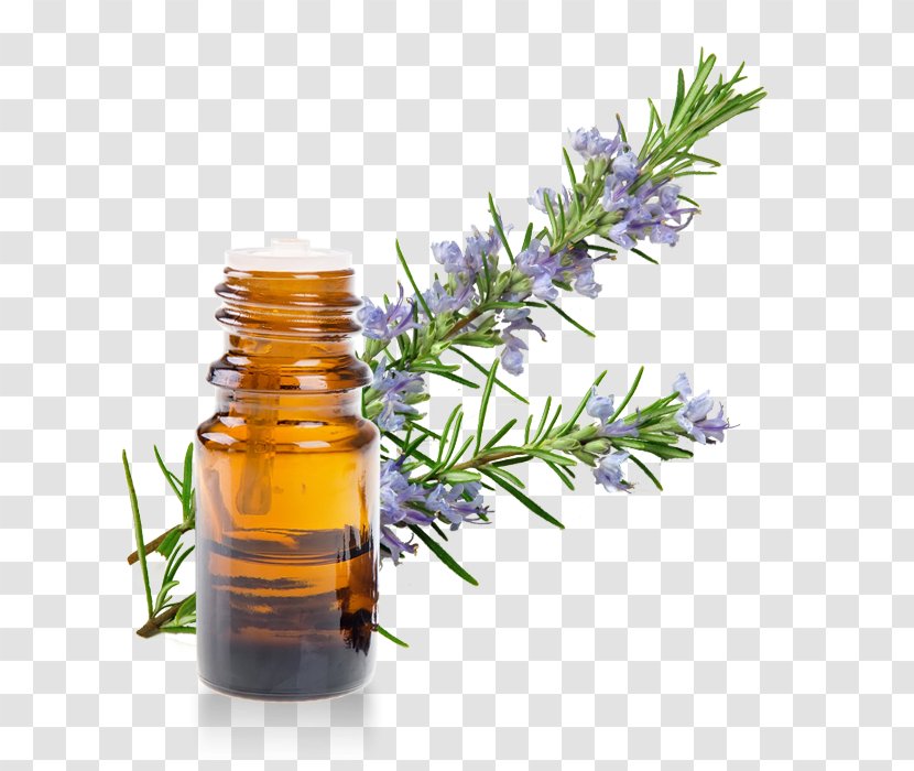 Herb Essential Oil Rosemary Extract - Aromatherapy Transparent PNG