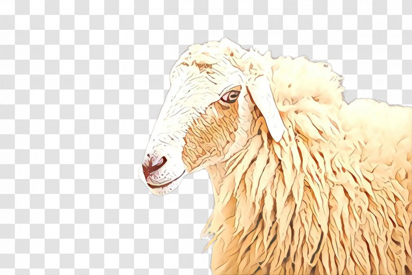 Cartoon Sheep - Livestock Goats Transparent PNG