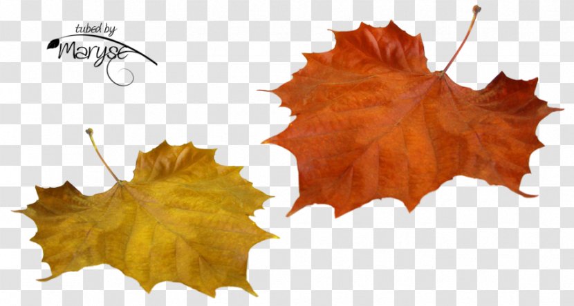 Desktop Wallpaper Leaf - Autumn Transparent PNG