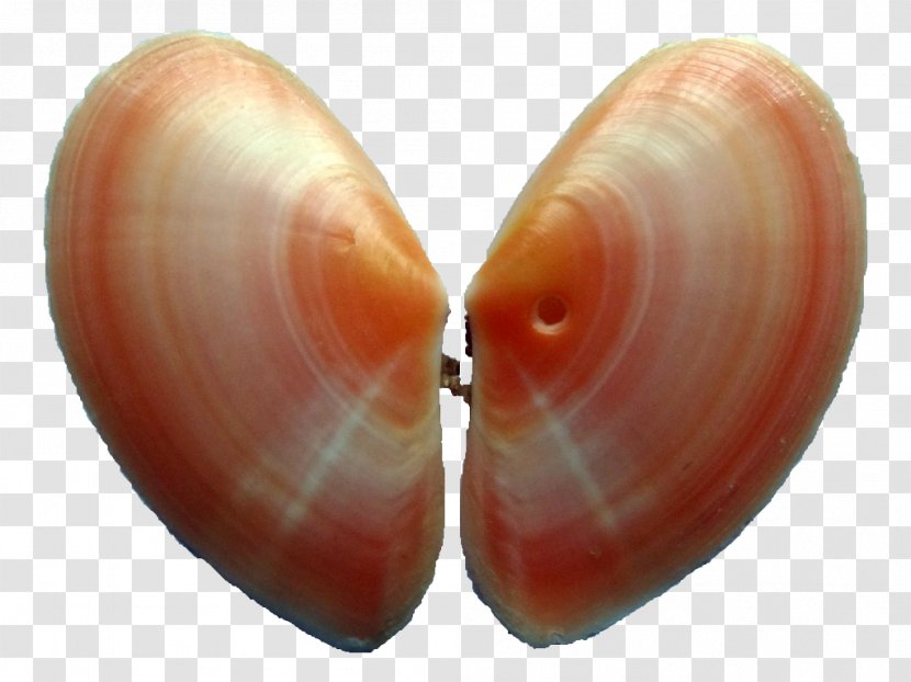 Baltic Macoma Cockle Veneroida Tellins Conchology - Clam - Conch Transparent PNG