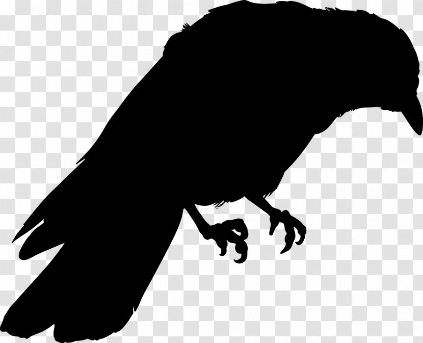 Crows Bird Drawing - Monochrome Photography Transparent PNG