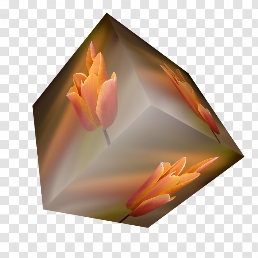 Flower Orange Tulip Cube Transparent PNG