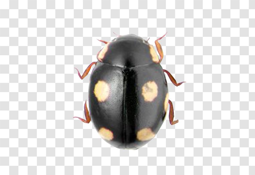 Dung Beetle Hyperaspis Mckenziei Coccinella - Invertebrate - Polka Dot Ladybug Transparent PNG