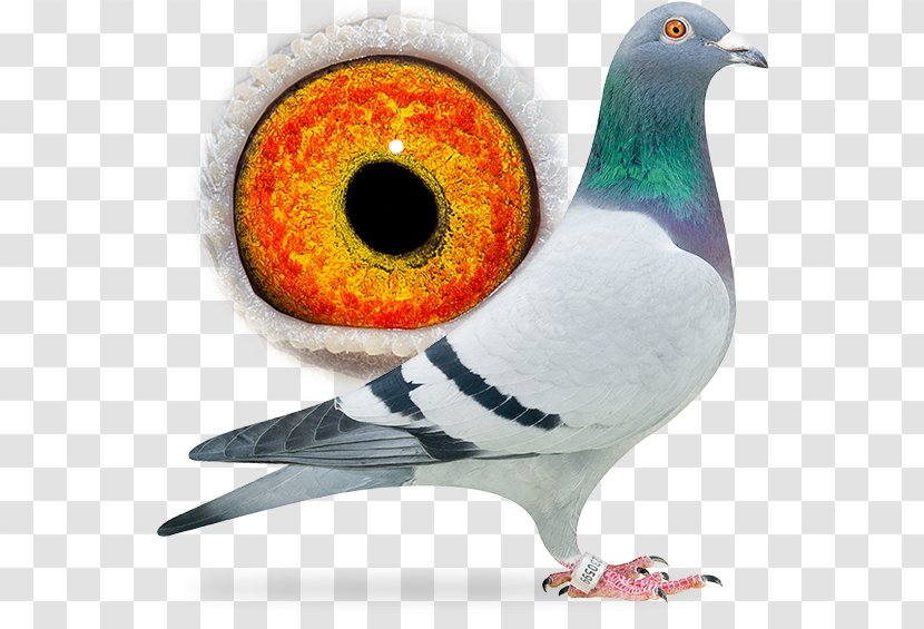 Domestic Pigeon Columbidae Racing Bird - Aaldering Pigeons - Dangling Ring Transparent PNG