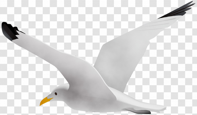 Bird European Herring Gull Gull White Beak Transparent PNG