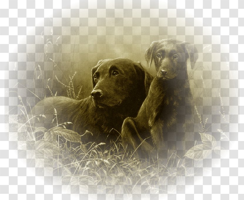 Labrador Retriever Boykin Spaniel Puppy Dog Breed Long John Silver - Art Transparent PNG