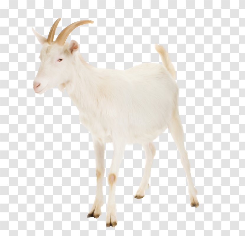 Nigerian Dwarf Goat Cattle Rove Russian White Livestock - Les Animaux De La Ferme Transparent PNG
