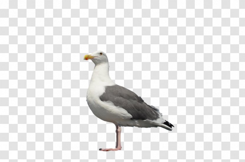 Great Black-backed Gull European Herring Ring-billed - Flock Transparent PNG