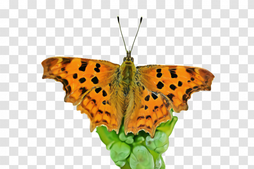 Moths And Butterflies Butterfly Cynthia (subgenus) Comma Insect Transparent PNG