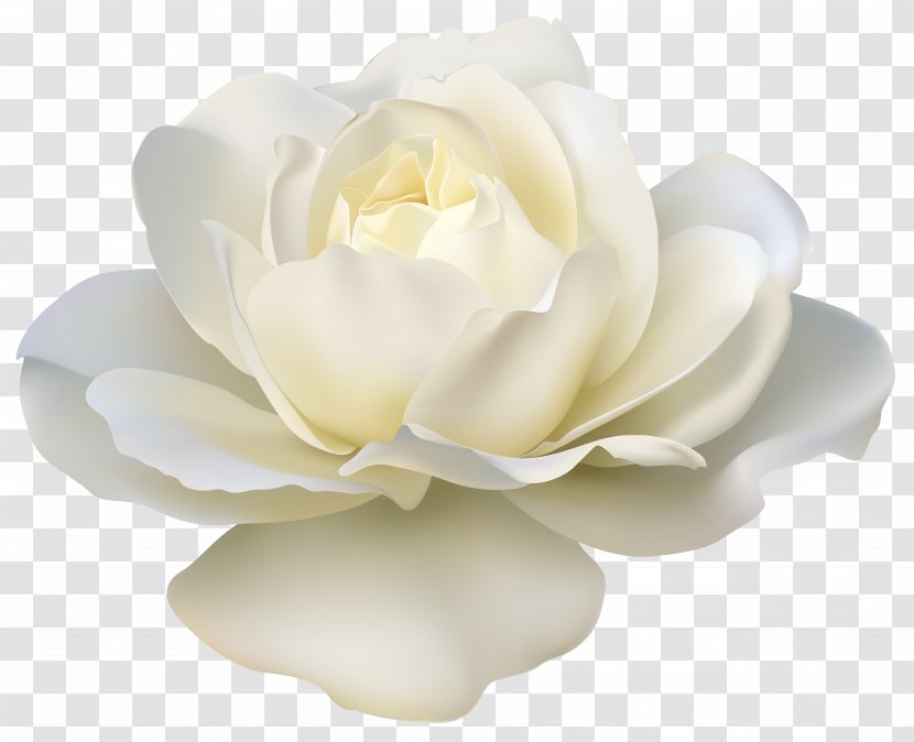 Flower Rose White Clip Art - Roses Transparent PNG