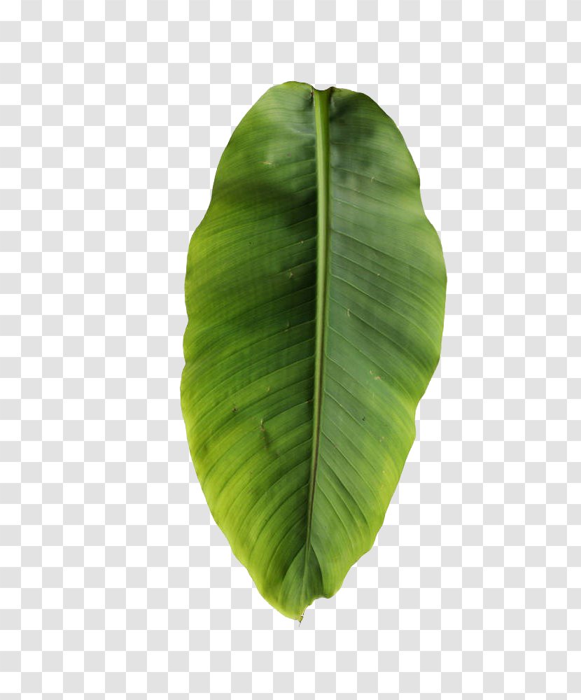 Banana Leaf Musa Basjoo Clip Art - Leaves Transparent PNG
